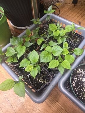 Ulysses Pear Tree Seedling Live Plant, Well Rooted ~4 Inch Tall